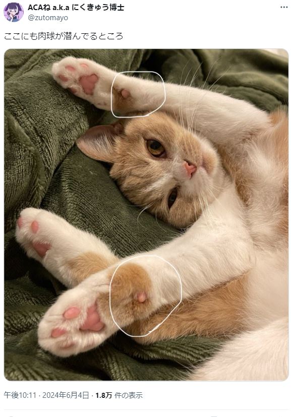 ずっと真夜中でいいのに　猫　その3